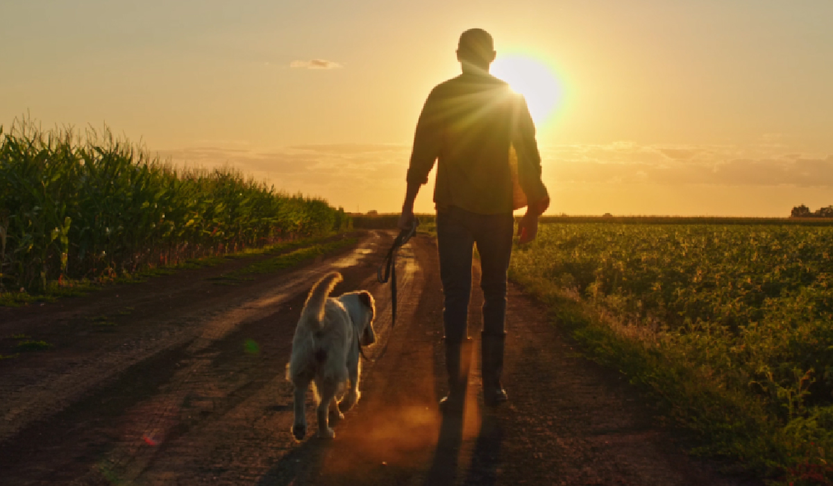 Man and dog walking down sunset field