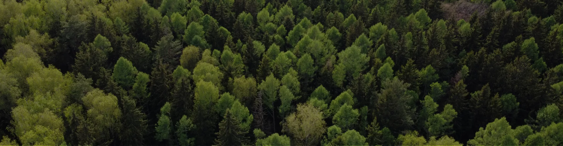 banner setfords for life